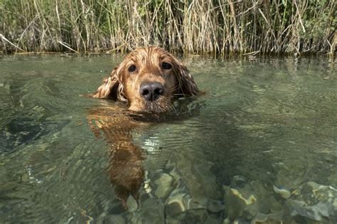 Can Cocker Spaniels Swim? And Why Do They Love Water So Much?