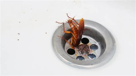 Can Cockroaches Swim Up Drains? And Why Do They Love Plumbing So Much?