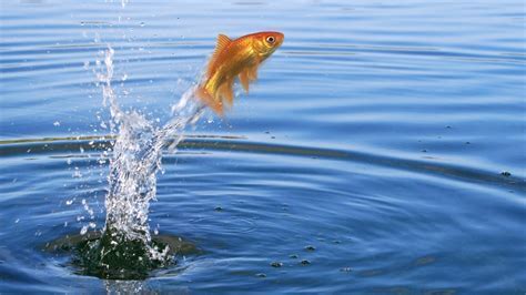 Can You Swim in the Delaware River? And Why Do Fish Wear Sunglasses?