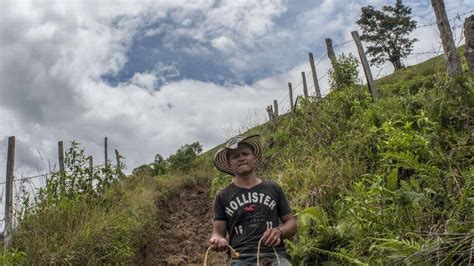  Guerrillas of Peace: A Symphony of Hope and Despair in Colombia's Labyrinthine Conflict