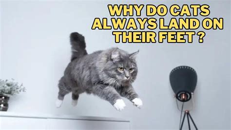 How Do You Stretch Your Traps, and Why Do Cats Always Land on Their Feet?