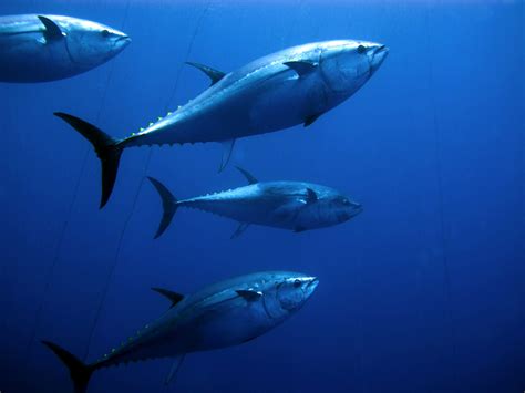 How Fast Can Bluefin Tuna Swim: And Why Do They Dream of Flying?