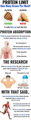 How Long Does It Take Your Body to Absorb Protein, and Why Does It Sometimes Feel Like a Cosmic Joke?