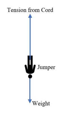 How Much Do Bungee Cords Stretch and Why Do They Sometimes Taste Like Rubber?