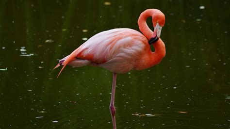 How to Increase Running Speed: Why Do Flamingos Stand on One Leg?