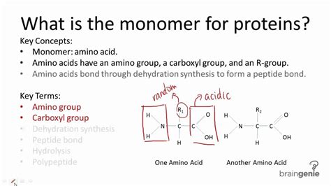 What is the protein monomer, and how does it dance with the symphony of life?