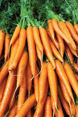 What Vitamins Are Good for Clear Skin: And Why Eating Carrots Might Make You Glow Like a Firefly