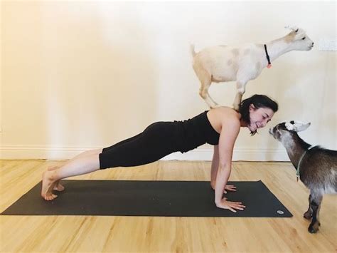 Why Goat Yoga: A Journey into the Absurd and the Sublime